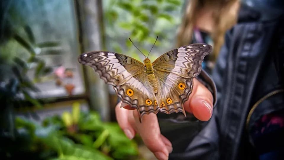 Butterfly Garden - Image 1