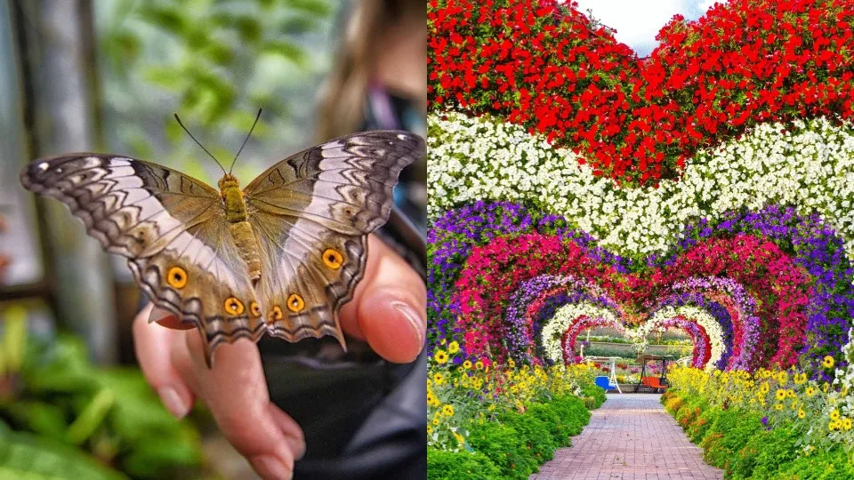 Miracle Garden + Butterfly Garden – Combo - Image 1